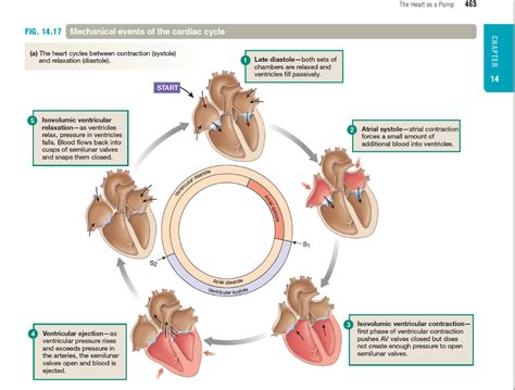 Cardiac Cycle