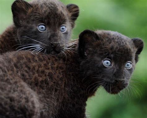 🔥 Black Panther Cubs : r/NatureIsFuckingLit