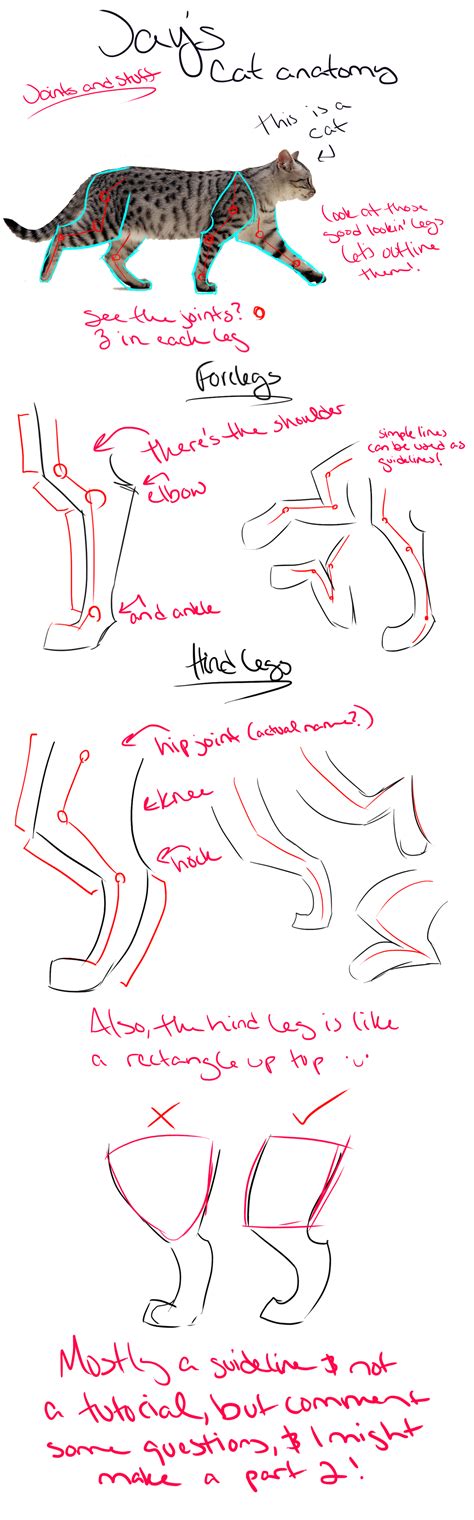 Cat anatomy tutorial/guidelines and tips [Legs] by Jay-Pines on DeviantArt