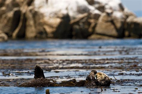 Aquarium of the Pacific | Aquarium Interactives | Sea Otter Conservation