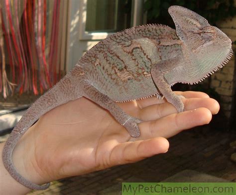 Healthy colors for chameleons - My Pet Chameleon