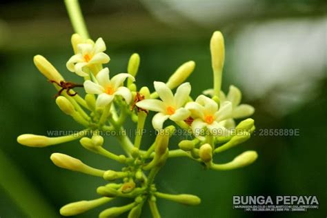 warung online banyumas: Bunga Pepaya