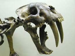 Fossils - The Saber Tooth Tiger