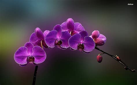 Purple orchids HD wallpaper | Purple flowers wallpaper, Purple orchids ...