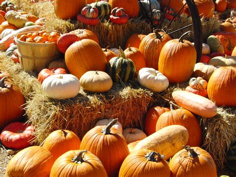 Curly Girl Kitchen: Pumpkins in the Fall...