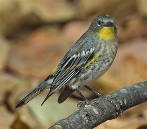 Yellow-rumped Warbler | San Diego Bird Spot