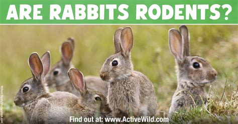 Are Rabbits Rodents? (And If Not, Why Not?) Rabbit Vs Rodent