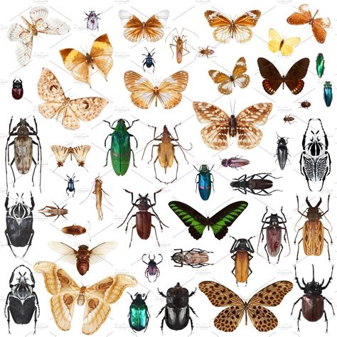 Set of insects featuring insects, insect, and set | Animal Stock Photos ~ Creative Market