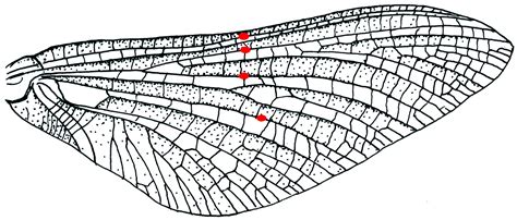 Mosquito Wings With Dotted Spots | PeepsBurgh.Com