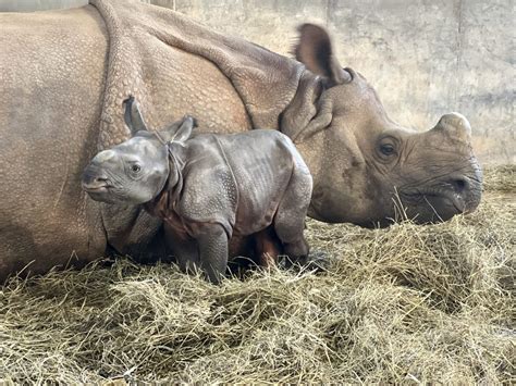 What's a Baby Rhino Called? Discover What to Call a Young Rhino