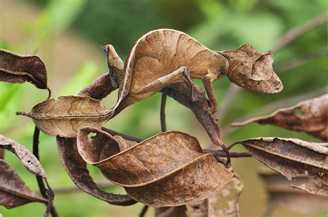 animals, Reptile, Gecko, Camouflage Wallpapers HD / Desktop and Mobile Backgrounds