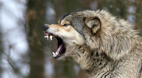 White Wolf : 10 pictures of growling wolves that will awaken your alpha side.