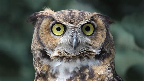 Great Horned Owl | Elmwood Park Zoo