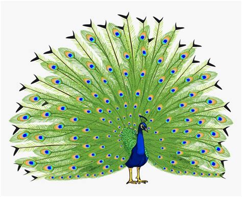 Proud As A Peacock - Peacock Png Hd, Transparent Png , Transparent Png ...