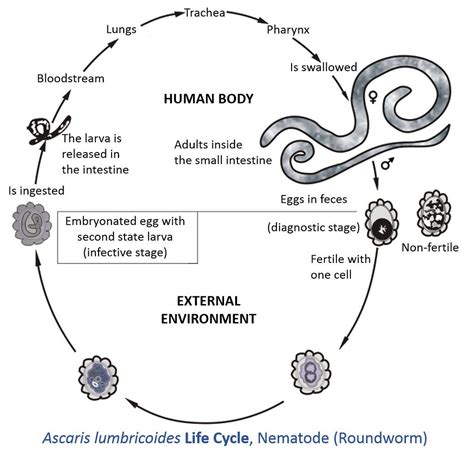 Ascaris Lumbricoides Life Cycle Information By Catalina Ma Flickr ...