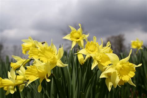 Daffodil Spring Sky | Flowers| Free Nature Pictures by ForestWander ...