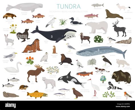 Tundra biome. Terrestrial ecosystem world map. Arctic animals, birds, fish and plants ...