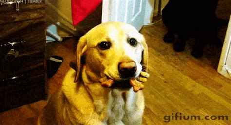 Hungry Dog GIF - Find & Share on GIPHY