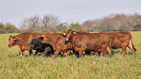 Brangus Cattle Bull stock image. Image of agriculture - 35249277