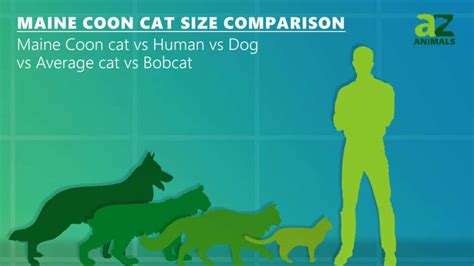 Maine Coon Cat Size Comparison: The Largest Cat? - IMP WORLD