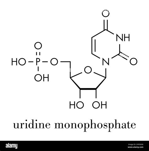 Uridine monophosphate (UMP, uridylic acid) nucleotide molecule. Building block of RNA. Skeletal ...