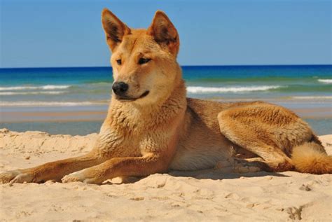 fraser island dingo - Travel Photography