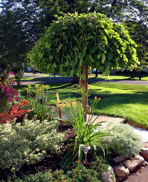 The Appeal of the Weeping Mulberry | Geranium Blog