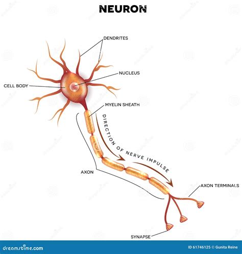 Labeled Diagram Of The Neuron Stock Vector - Image: 61746125