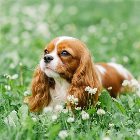 Cute Dog Breeds