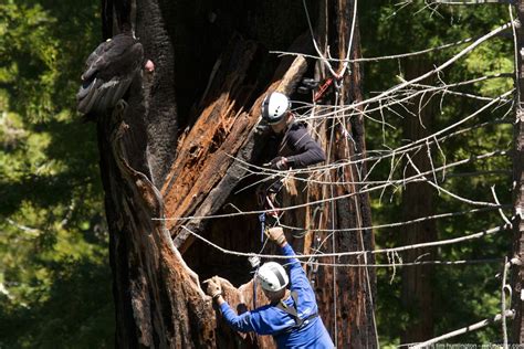 Condors Reach New Milestone of Survival, Thanks to Tree-Climbing Biologists