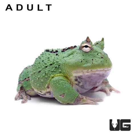 Green Fantasy Pacman Frogs For Sale - Underground Reptiles