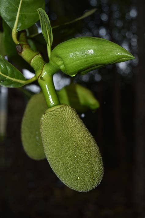 Jackfruit Flower Buds - Free photo on Pixabay - Pixabay