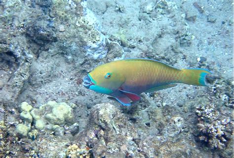 Parrotfish Teeth