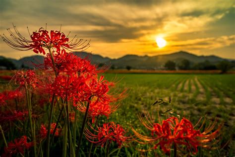 Red Spider Lily Meaning in the Language of Flowers - Petal Republic