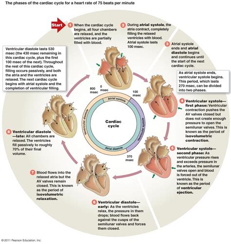 cardiac cycle - Google Search | Cardiac cycle, Cardiac, Nursing study