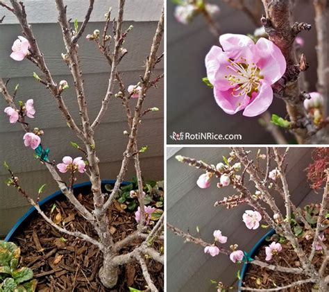 How to Grow Miniature Peach Trees in Containers - Roti n Rice