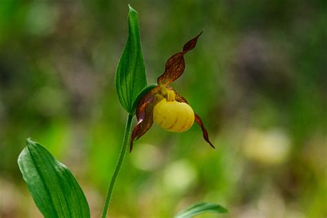 Small Yellow Lady's Slipper | SPECIAL VEGETATION ORCHIDS & MORE