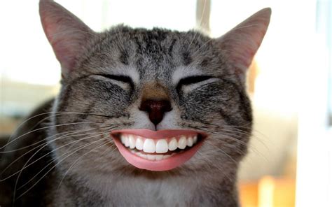 Cat With Human Teeth