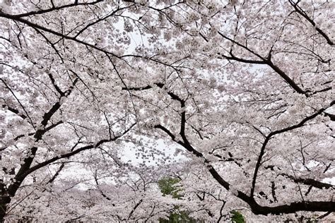 Best Sakura Spots in Kyoto, Japan / E-lyn Tham