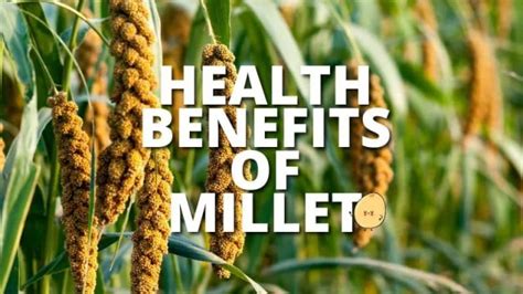 22 Amazing Health Benefits Of Millet