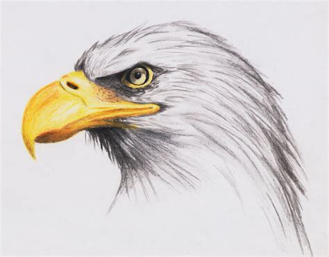 Realistic Eagle Drawing at PaintingValley.com | Explore collection of ...