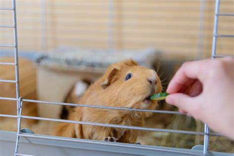 The 7 Best Guinea Pig Cages of 2020