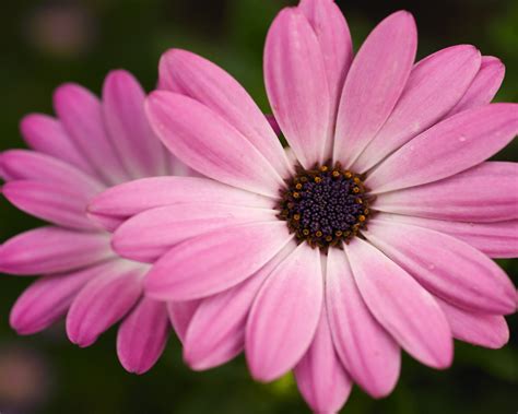 Pretty Pink Flower