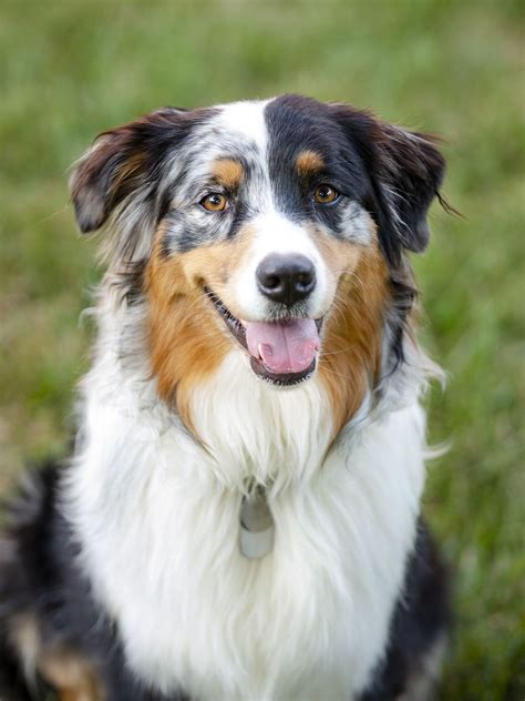 Types Of Sheepdog Breeds