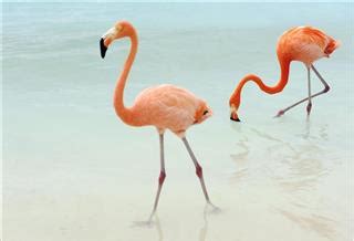 Acquaint Yourself With Every Detail About Flamingo Adaptations - Bird Eden