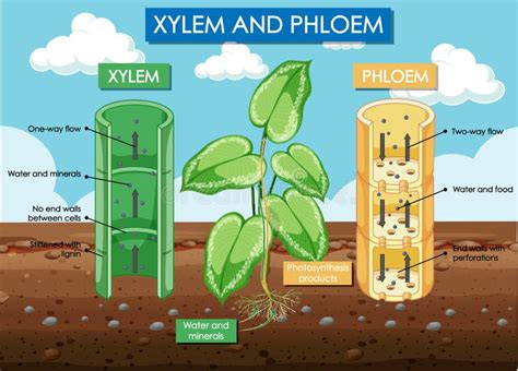 Phloem Cell