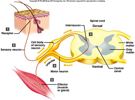 Neuromuscular