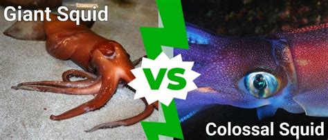 10 Incredible Colossal Squid Facts