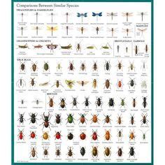 Insect Identification Chart: | Insect identification, Bug identification, Bugs and insects