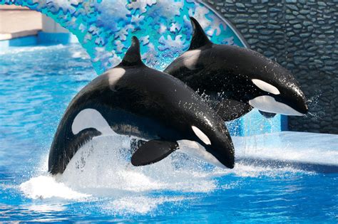 SeaWorld to End Orca Breeding Program: Their Last Generation is Already ...